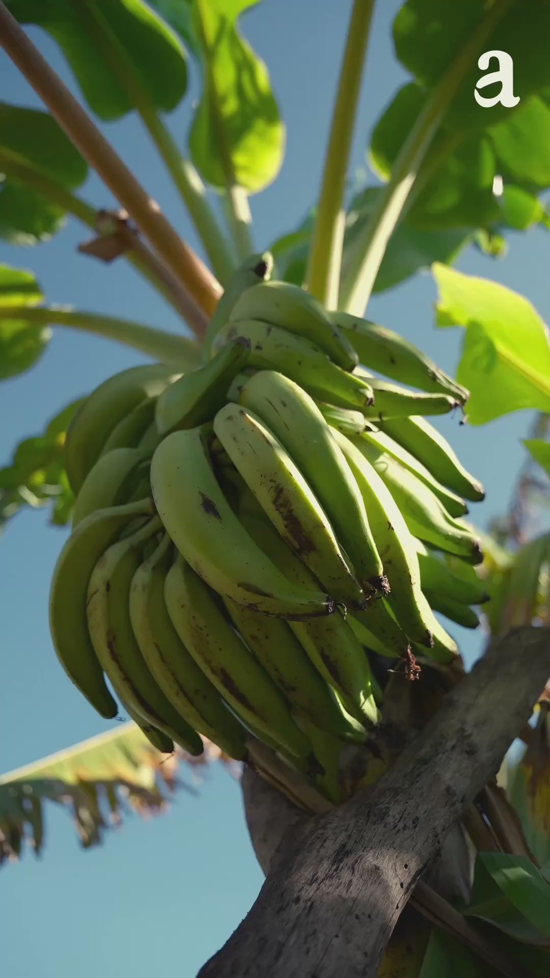 Load video: Nenthran Banana Powder